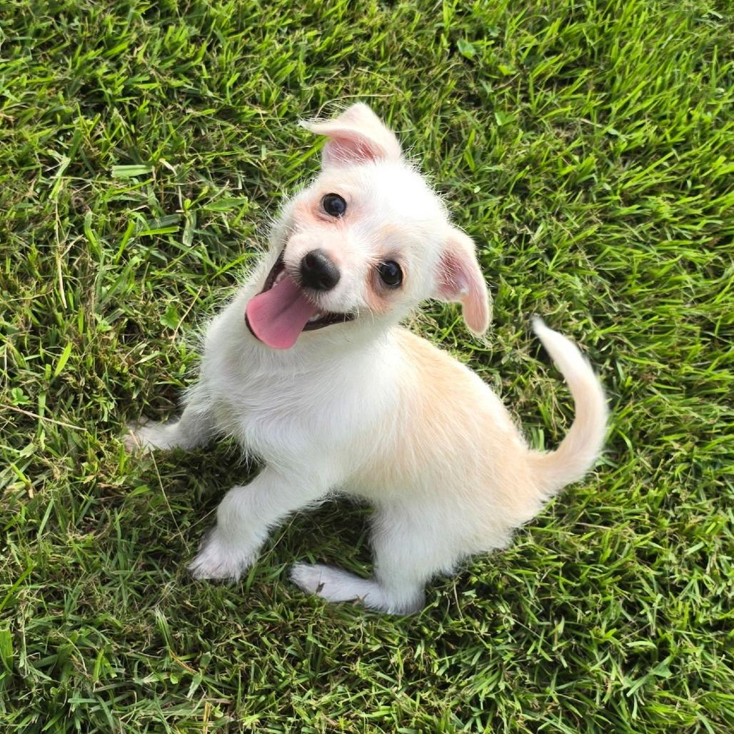 Enlarge Grits, a Adoptable mixed breed in Fairfax, VA image 2/6