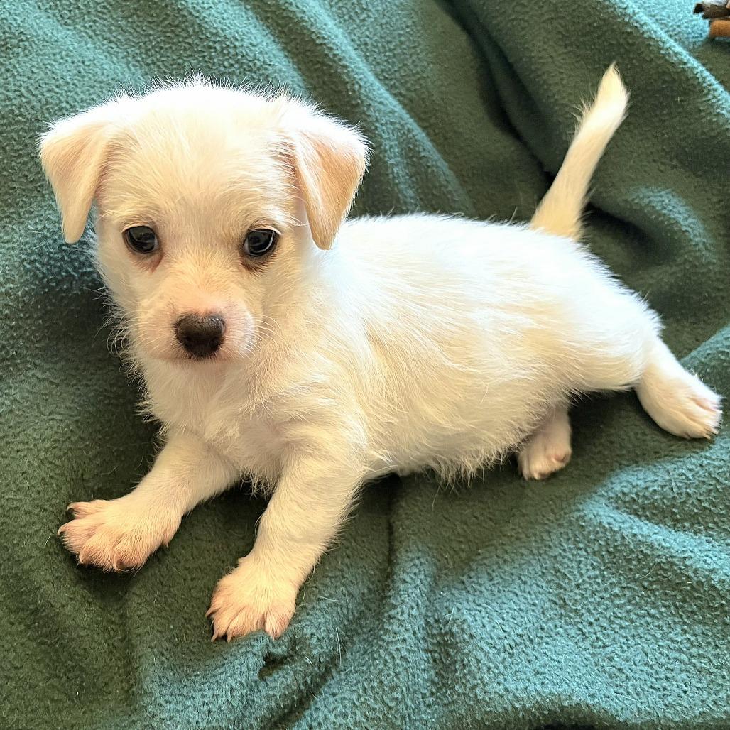Enlarge Grits, a Adoptable mixed breed in Fairfax, VA image 4/6