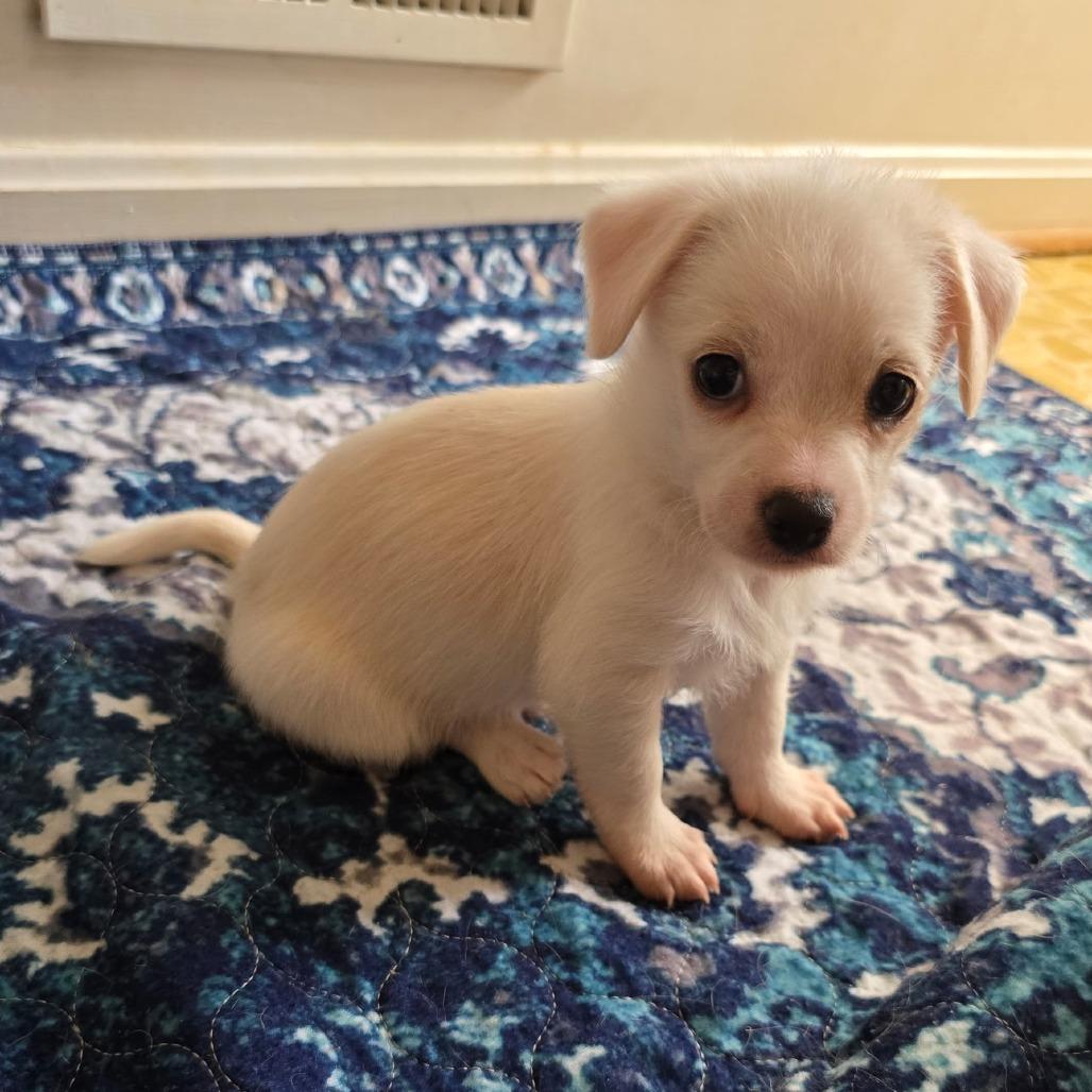 Enlarge Grits, a Adoptable mixed breed in Fairfax, VA image 5/6