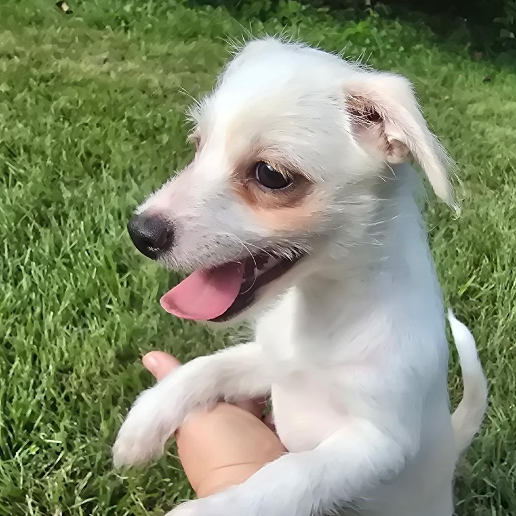 Enlarge Grits, a Adoptable mixed breed in Fairfax, VA image 6/6