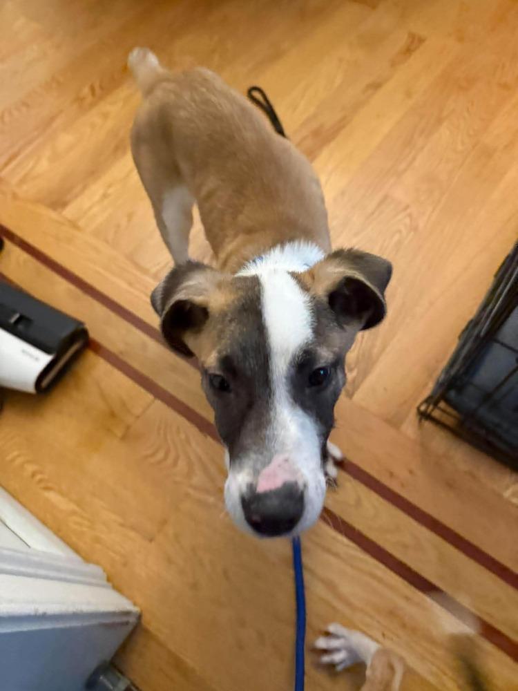 Enlarge Rue, a Adoptable mixed breed in Middletown, CT image 1/6