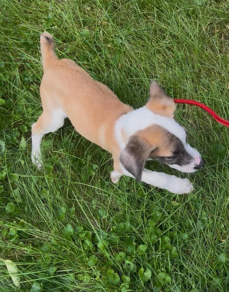 Enlarge Rue, a Adoptable mixed breed in Middletown, CT image 1/6