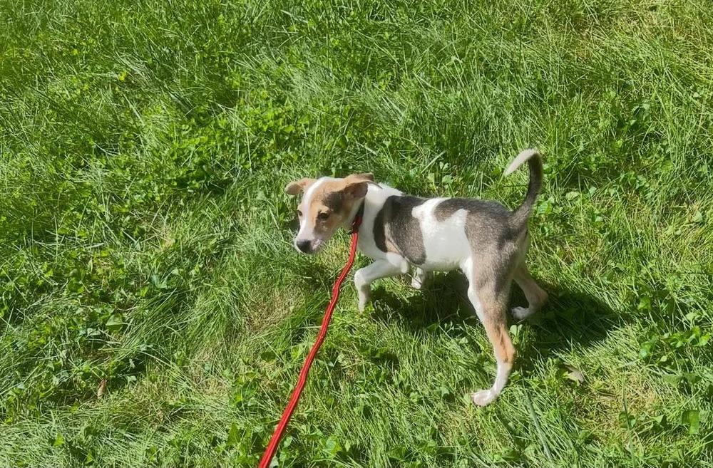 Enlarge Rue, a Adoptable mixed breed in Middletown, CT image 3/6