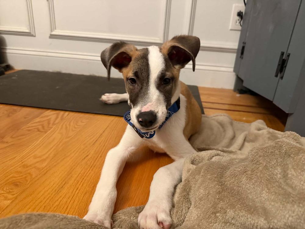 Enlarge Rue, a Adoptable mixed breed in Middletown, CT image 3/6