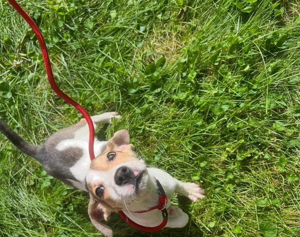Enlarge Rue, a Adoptable mixed breed in Middletown, CT image 4/6