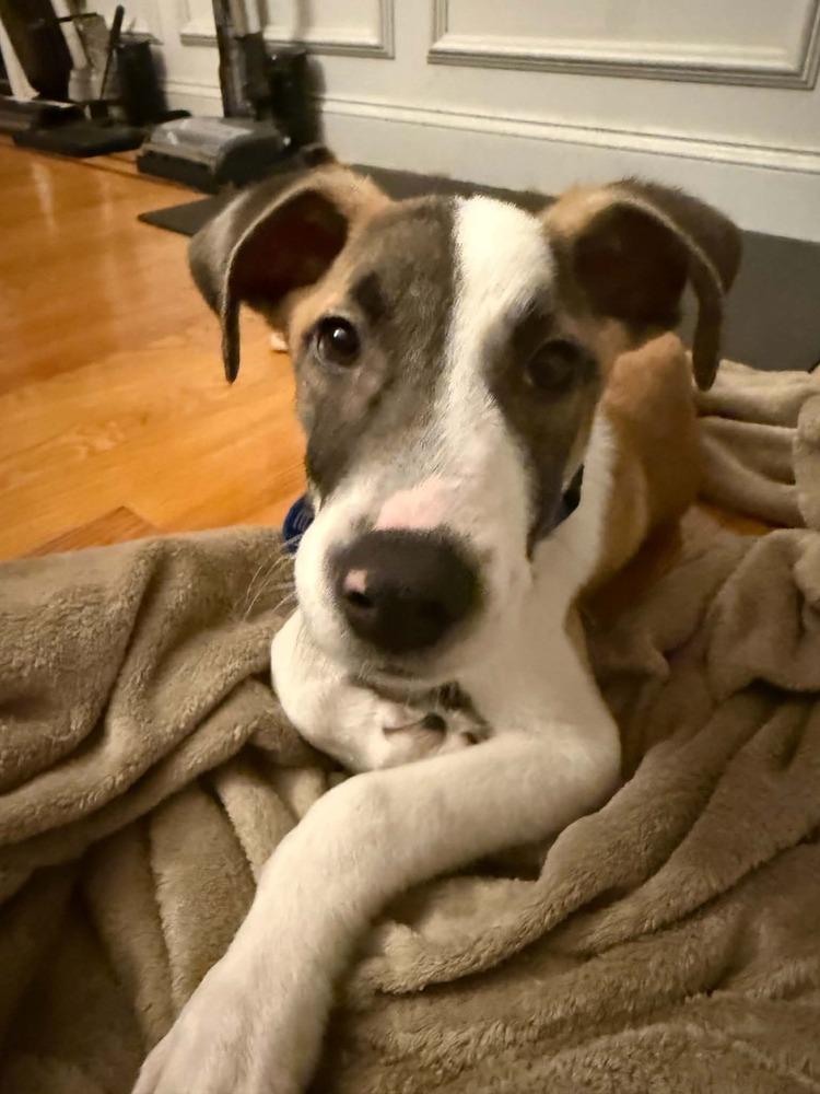 Enlarge Rue, a Adoptable mixed breed in Middletown, CT image 5/6