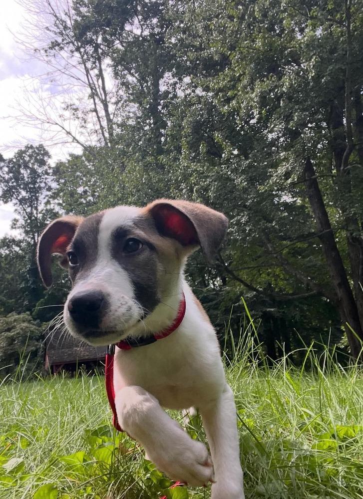 Enlarge Rue, a Adoptable mixed breed in Middletown, CT image 6/6