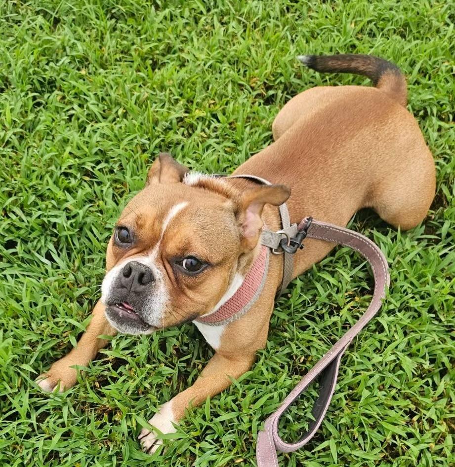 Enlarge Angel, a Adopted mixed breed in Fort Myers, FL image 1/4