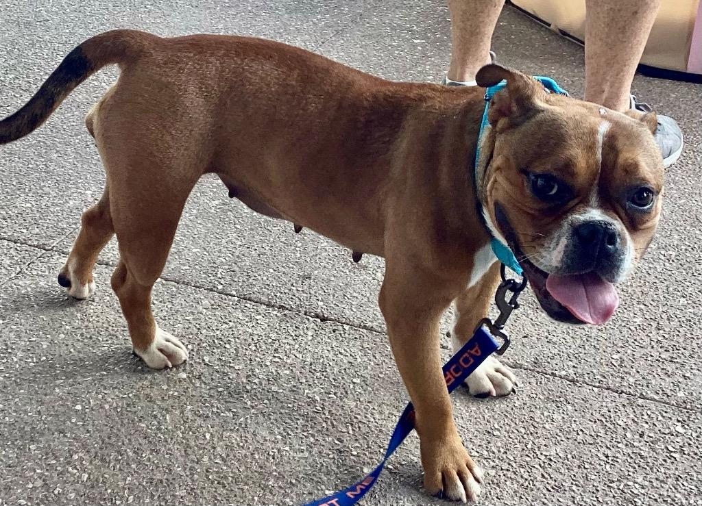 Enlarge Angel, a Adopted mixed breed in Fort Myers, FL image 2/4