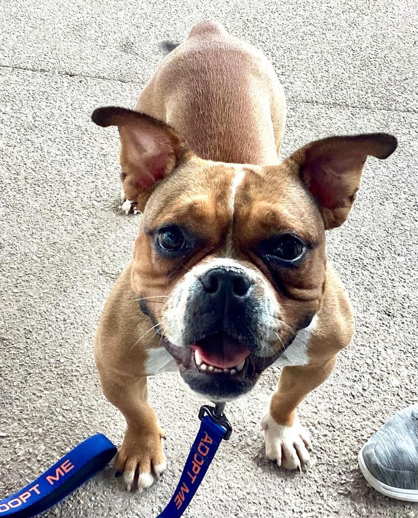 Enlarge Angel, a Adopted mixed breed in Fort Myers, FL image 3/4