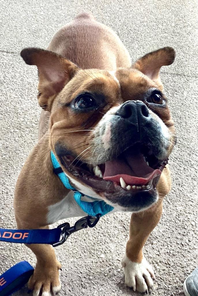 Enlarge Angel, a Adopted mixed breed in Fort Myers, FL image 4/4