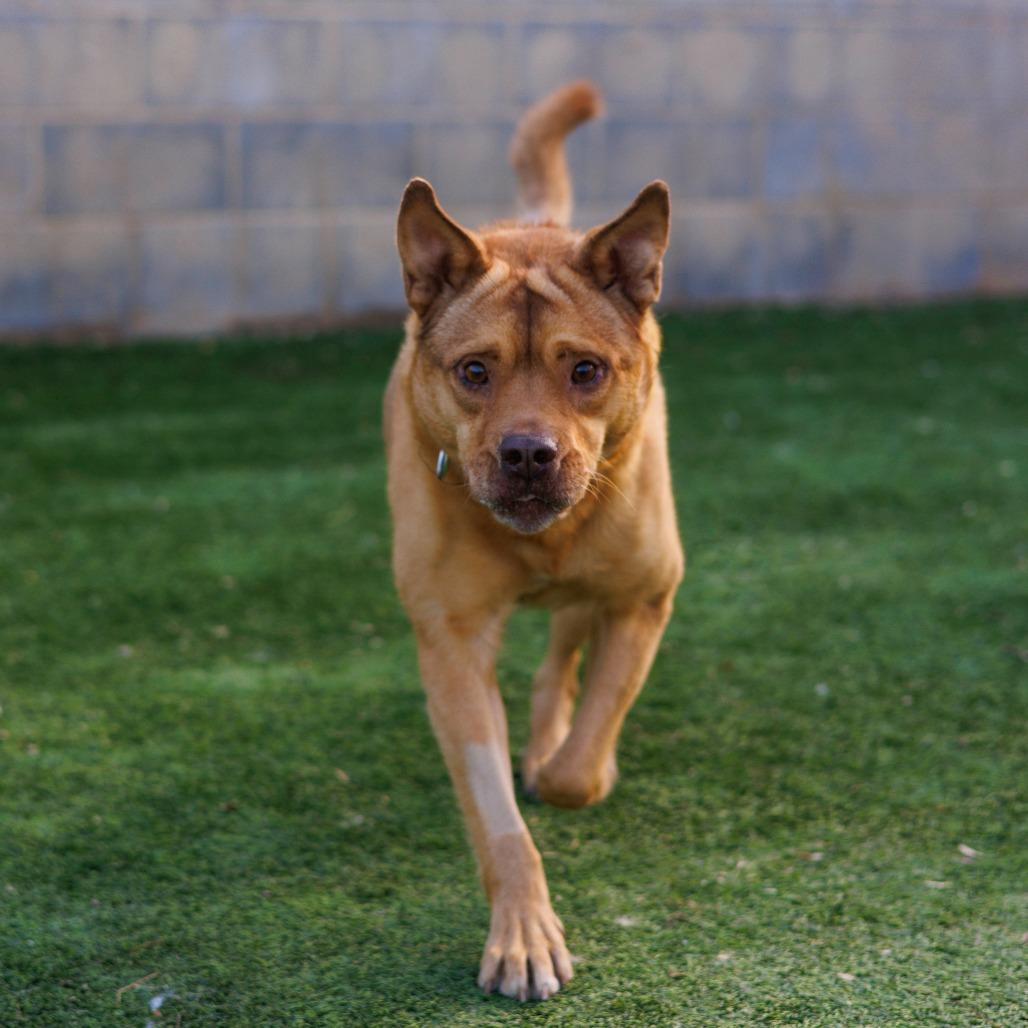 Enlarge Hopper - Knows Spanish!, a Adoptable mixed breed in Flagstaff, AZ image 1/6