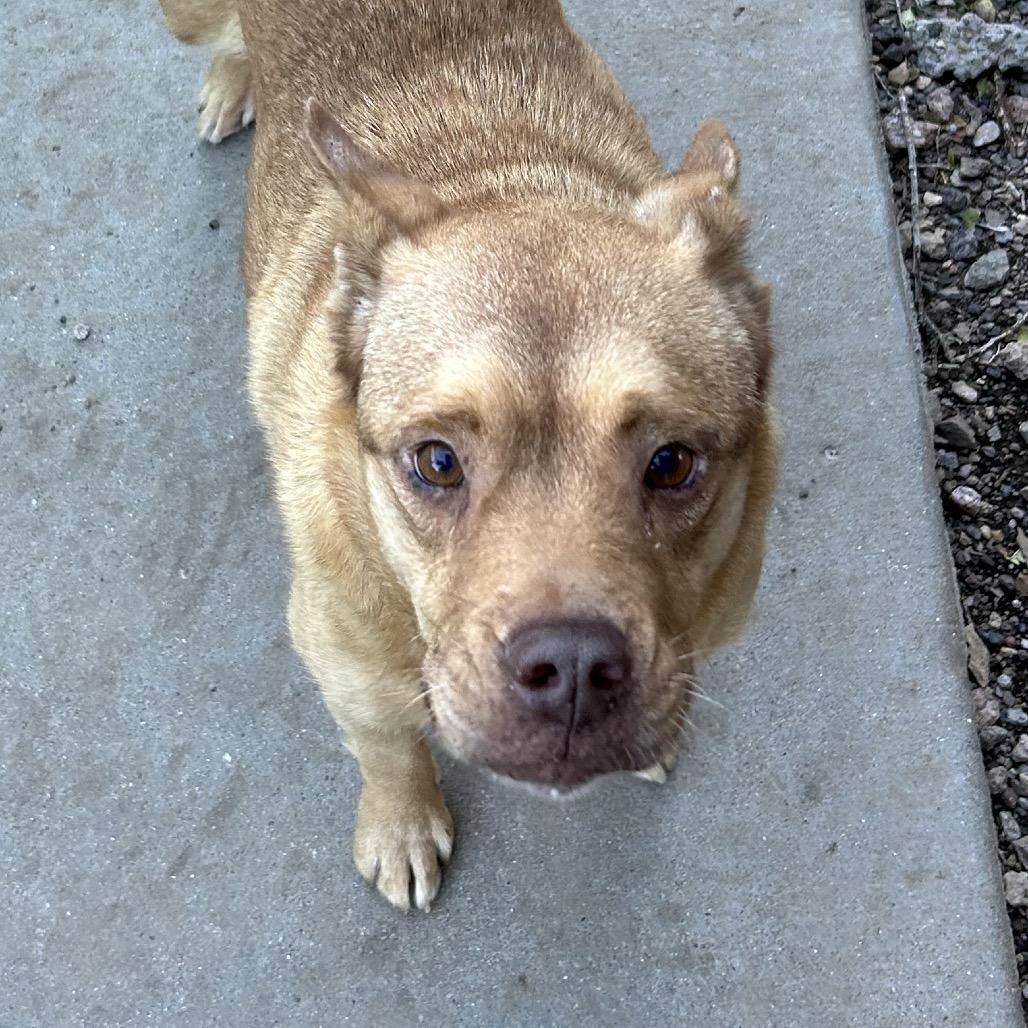 Hopper - Knows Spanish! Adoption Fee: Sponsored!, a Adoptable mixed breed in Flagstaff, AZ image 4/6