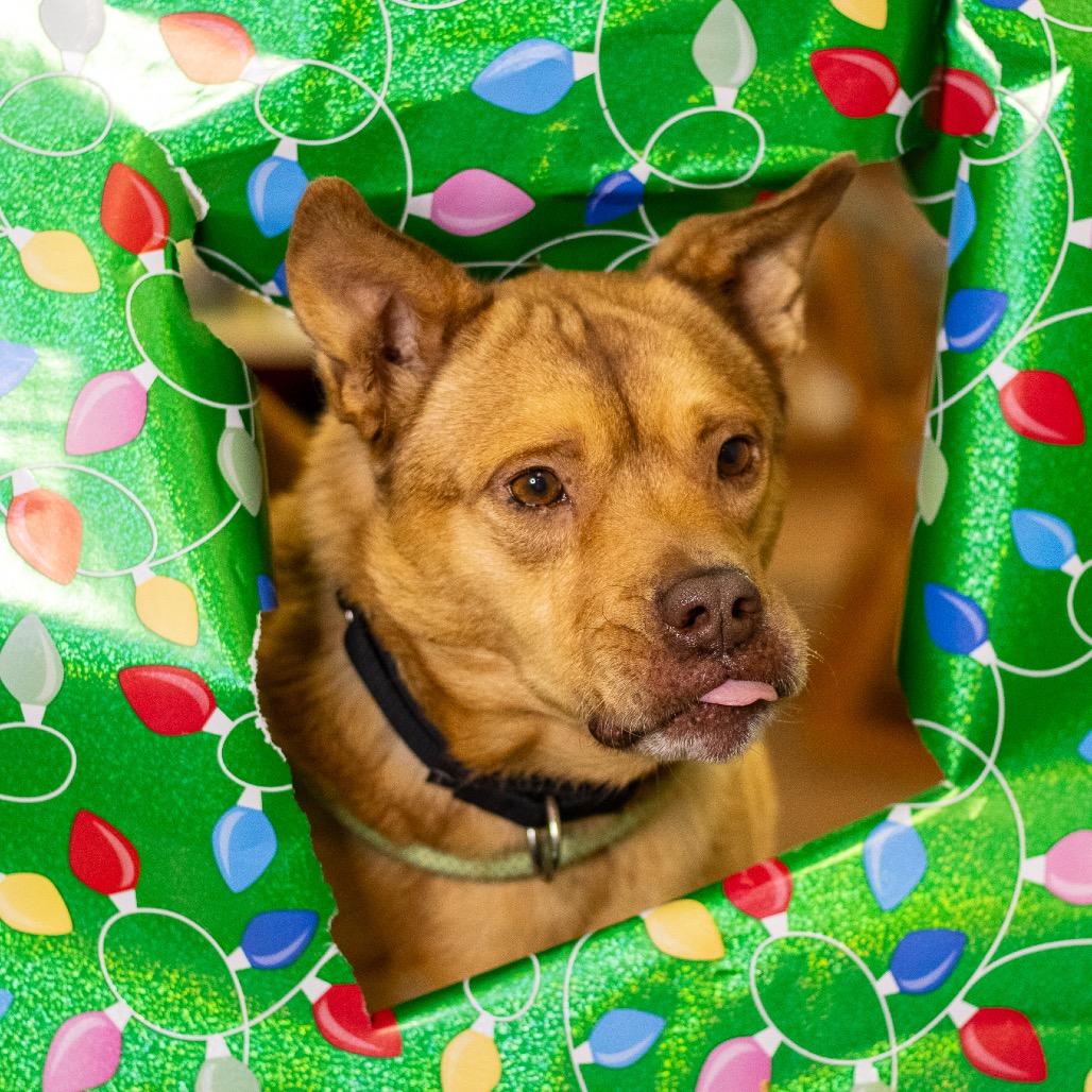 Hopper - Knows Spanish! Adoption Fee: Sponsored!, a Adoptable mixed breed in Flagstaff, AZ image 5/6