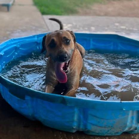 Enlarge Moon, a Adoptable mixed breed in Wadena, MN image 2/6