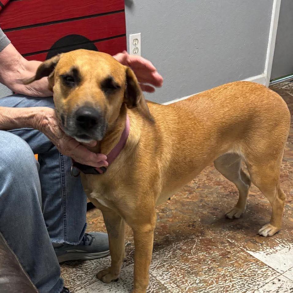Enlarge Moon, a Adoptable mixed breed in Wadena, MN image 4/6
