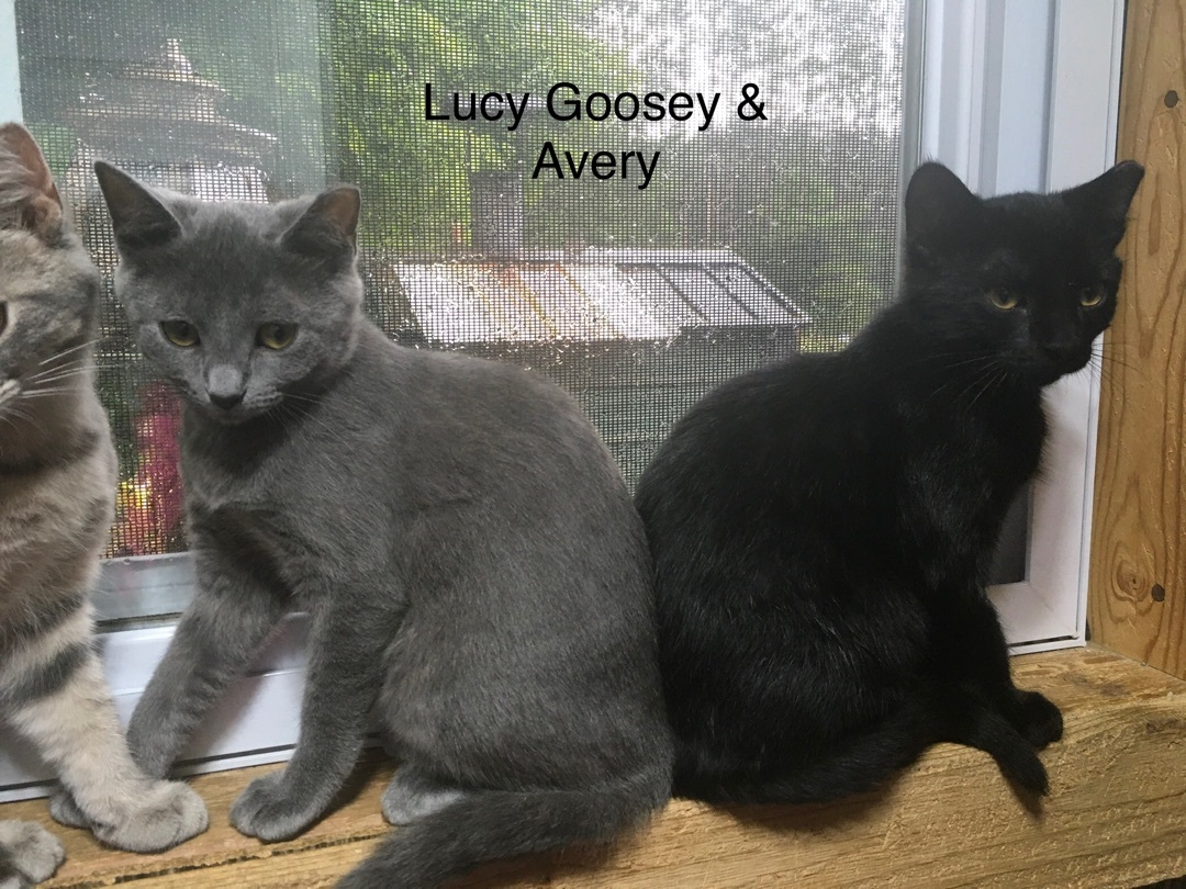 Enlarge Avery, a Adopted mixed breed in Ludington, MI image 1/2