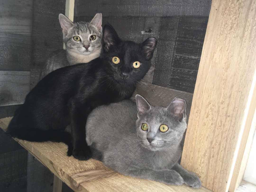 Enlarge Avery, a Adopted mixed breed in Ludington, MI image 2/2