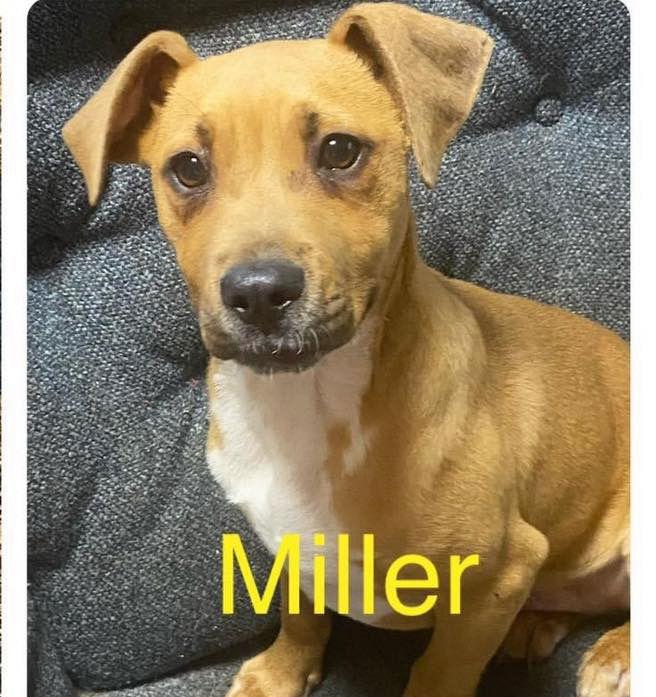 Miller, Adoptable, Puppy Male American Bulldog.