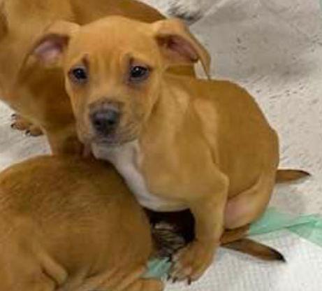 Enlarge Miller, a Adoptable American Bulldog in Grand Bay, AL image 2/3