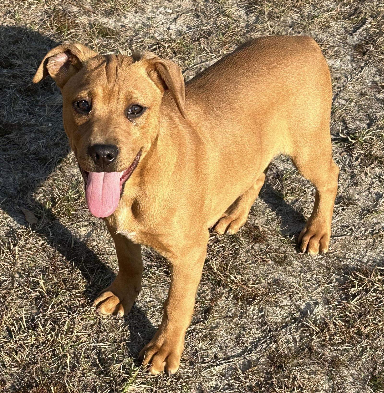 Enlarge Miller, a Adoptable American Bulldog in Grand Bay, AL image 3/3