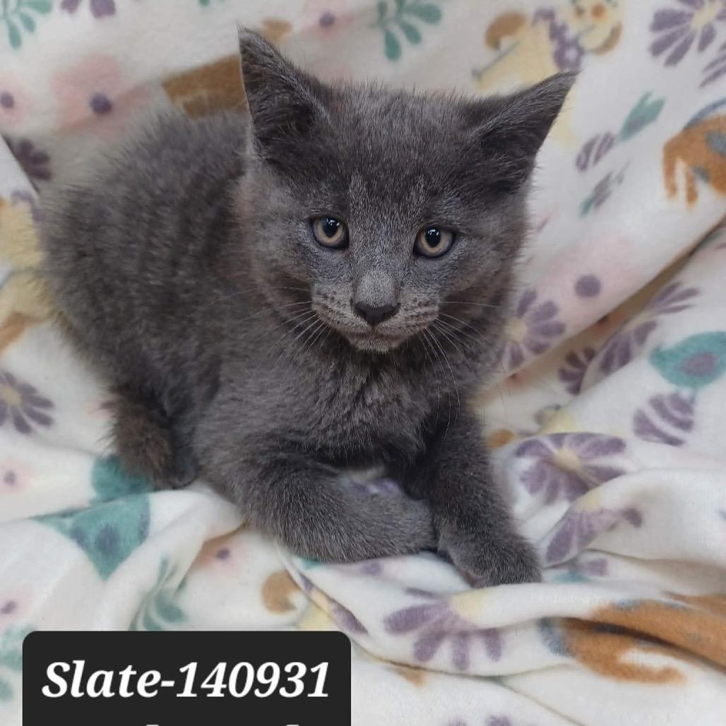 Slate, Adoptable, Kitten Male Domestic Short Hair.