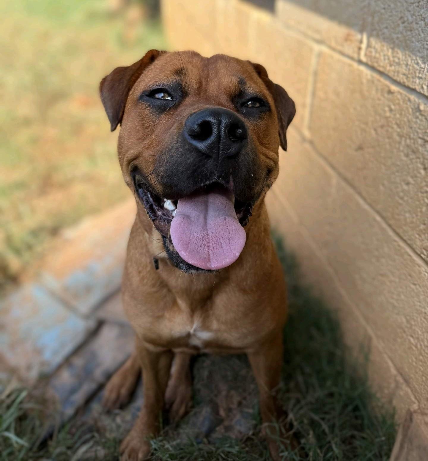 Rosie, Adoptable, Adult Female Mixed Breed.