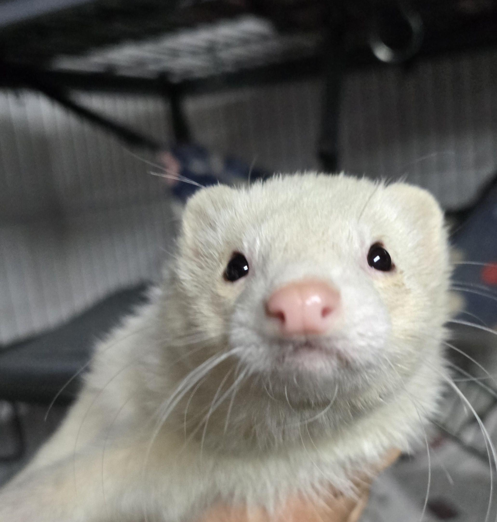 Fritz and Cinnamon, a Adoptable Ferret in Randolph, NJ image 1/4