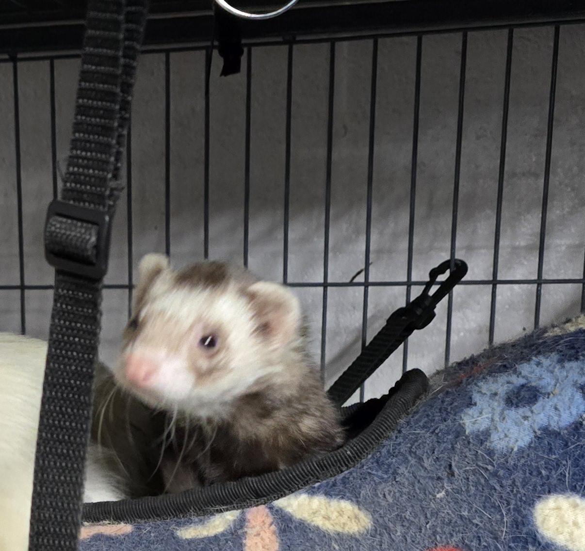 Fritz and Cinnamon, a Adoptable Ferret in Randolph, NJ image 2/4