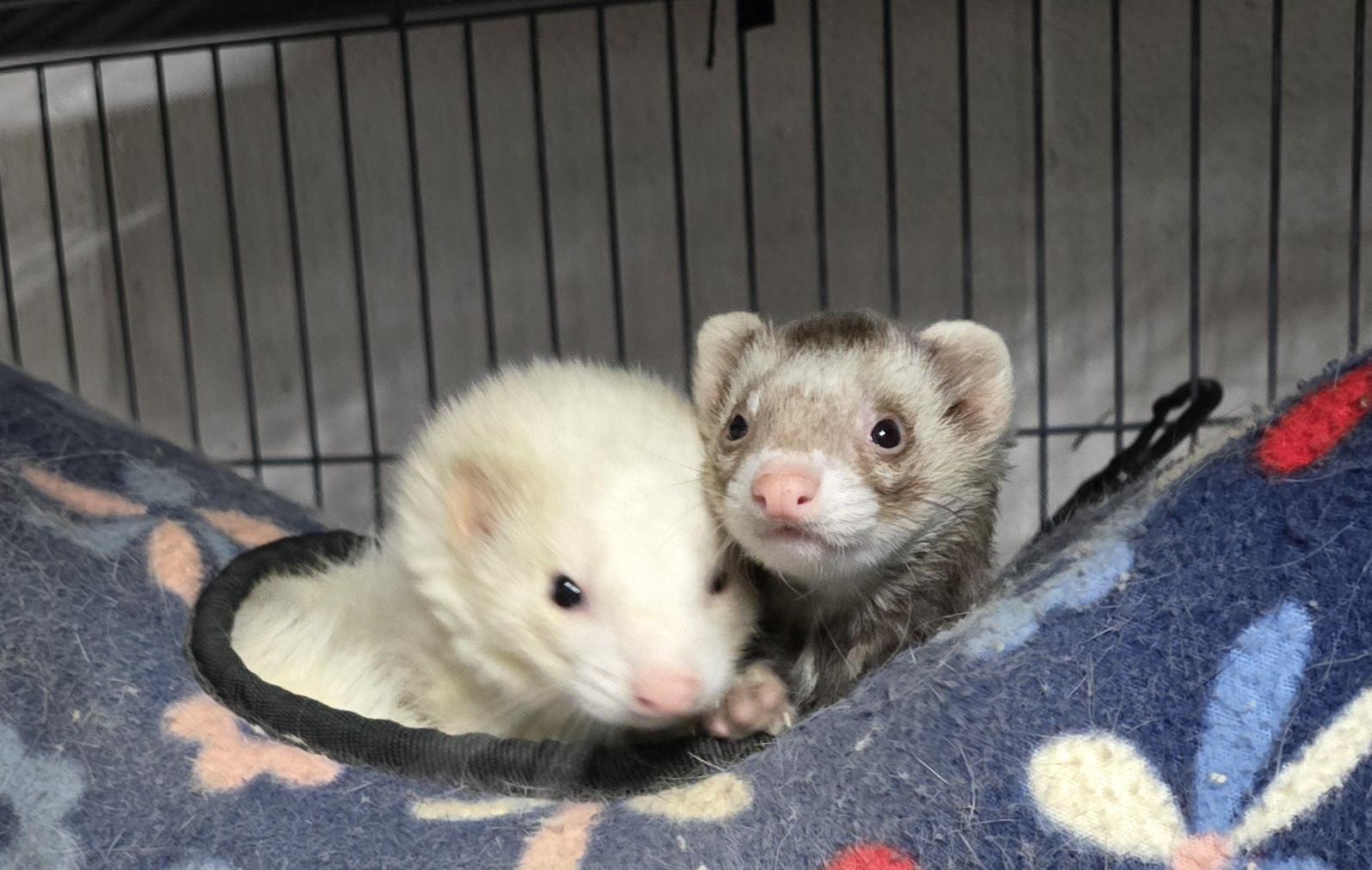 Fritz and Cinnamon, Adoptable, Adult Female Ferret.