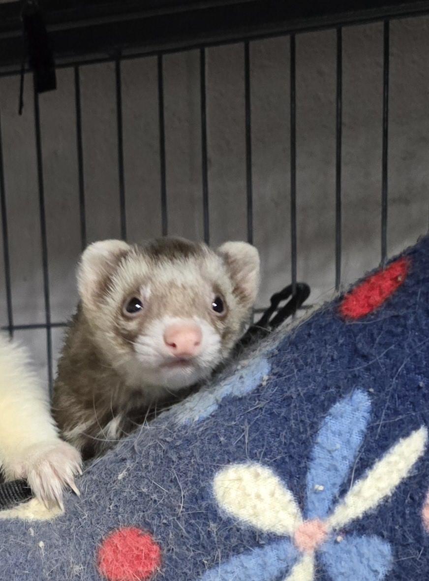 Fritz and Cinnamon, a Adoptable Ferret in Randolph, NJ image 4/4