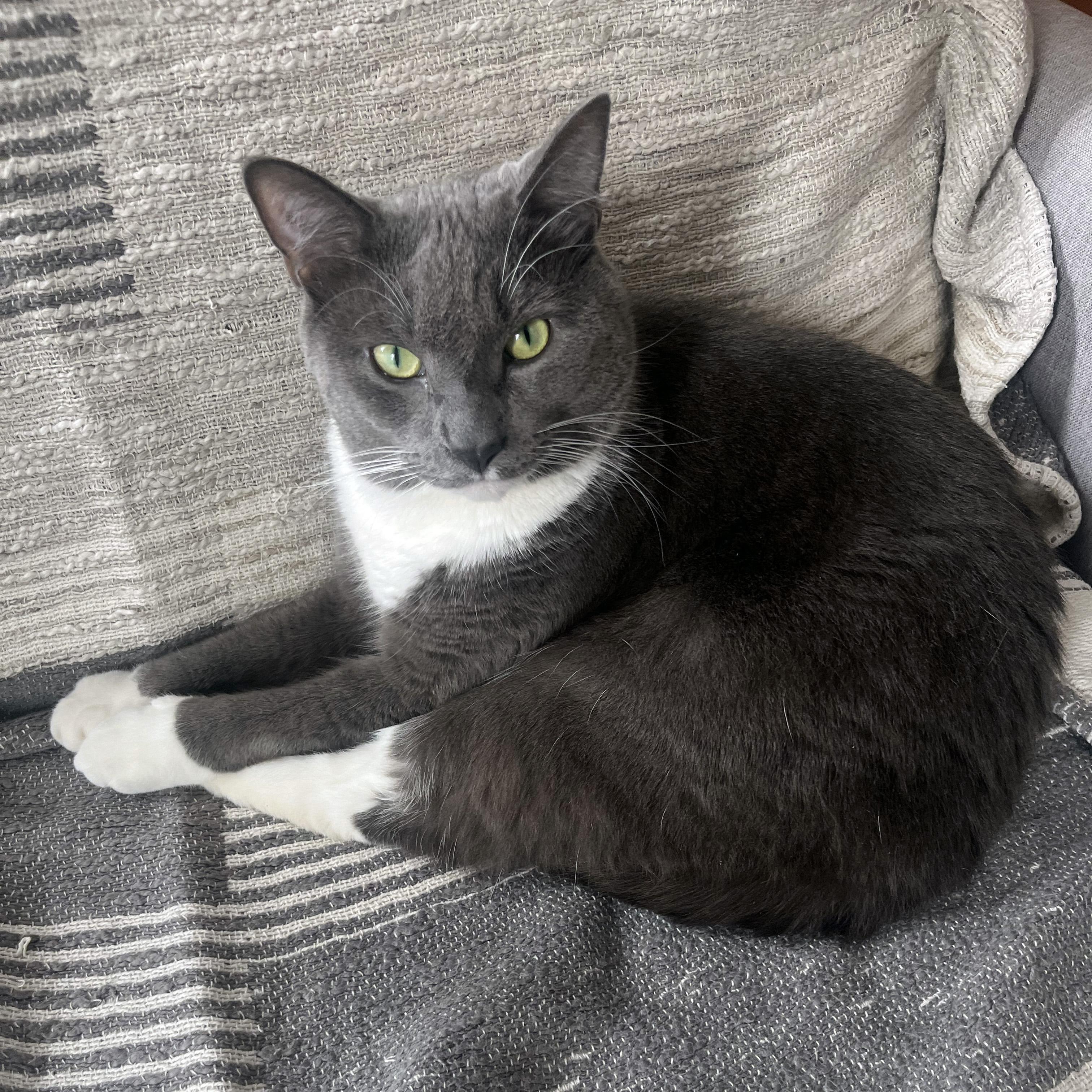 Ryan, ADOPTABLE, Adult Male Domestic Short Hair.