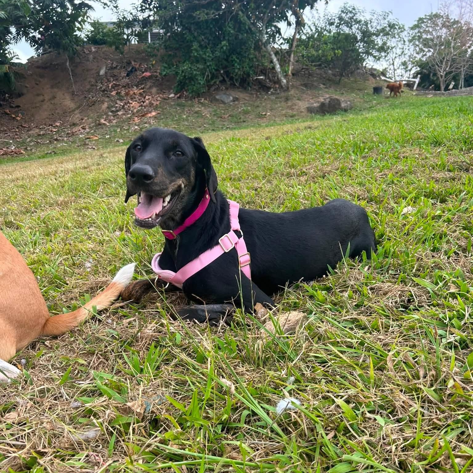 Olivia, Adopted, Adult Female Hound.