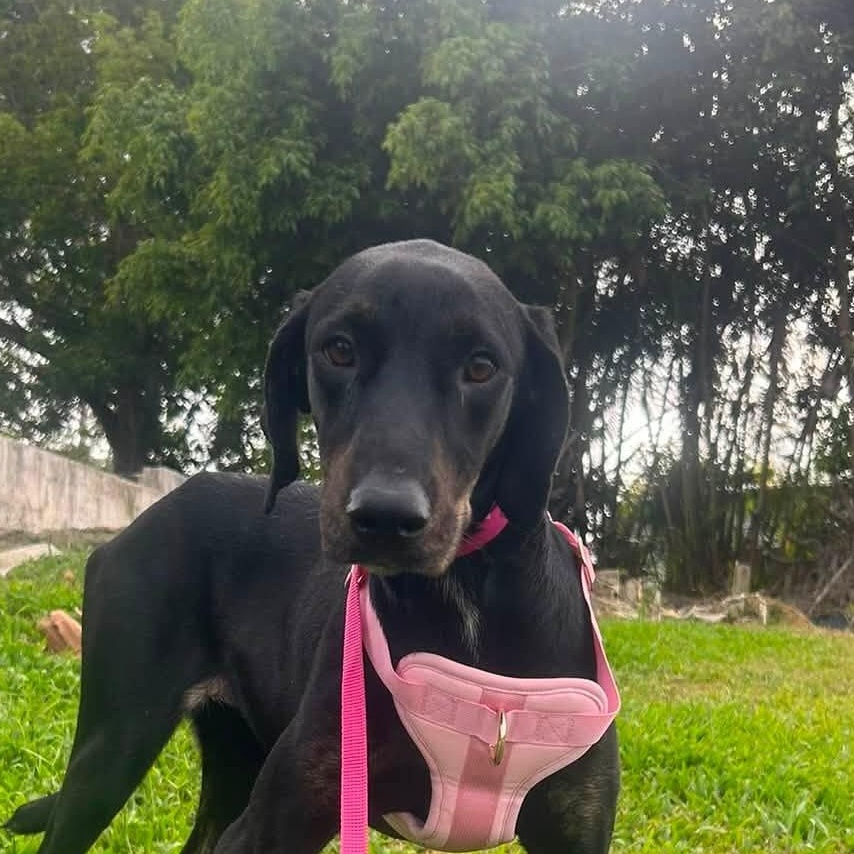 Enlarge Olivia, a Adopted mixed breed in Albion, NY image 2/6