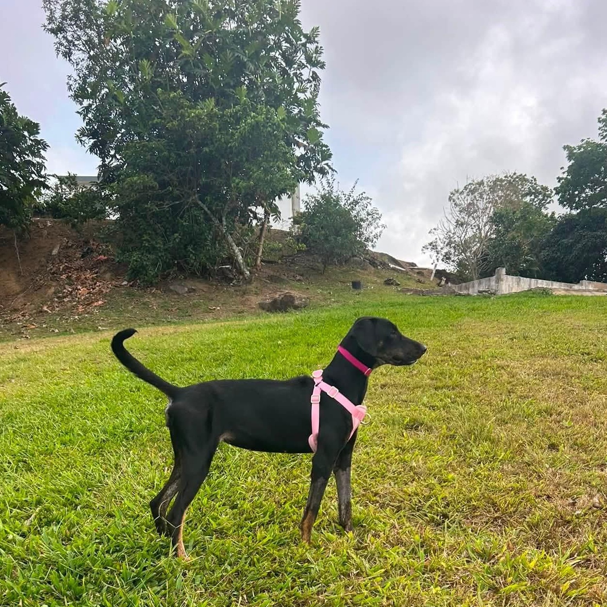 Enlarge Olivia, a Adopted mixed breed in Albion, NY image 4/6