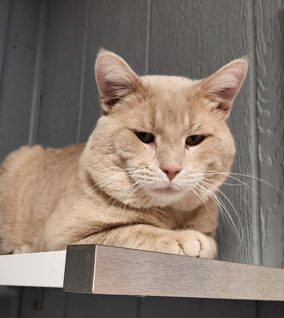 Enlarge Simba, a Adoptable mixed breed in Warren, MI image 2/5