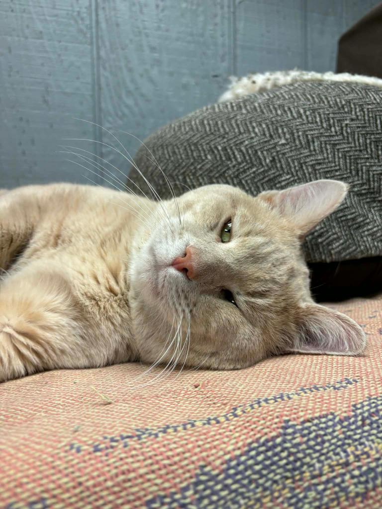 Enlarge Simba, a Adoptable mixed breed in Warren, MI image 5/5