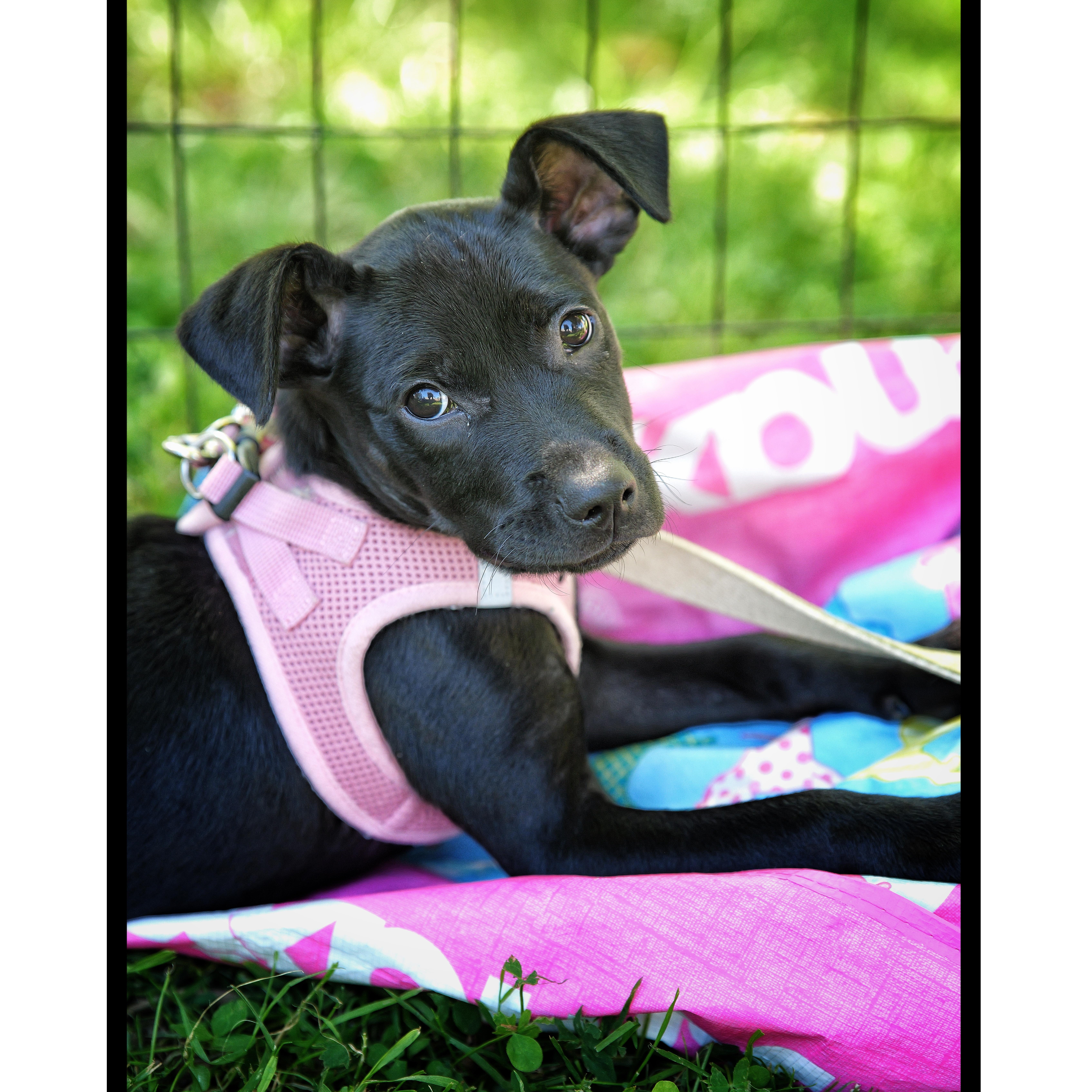Frida, an adopted mixed breed in Abington, PA image 2/3