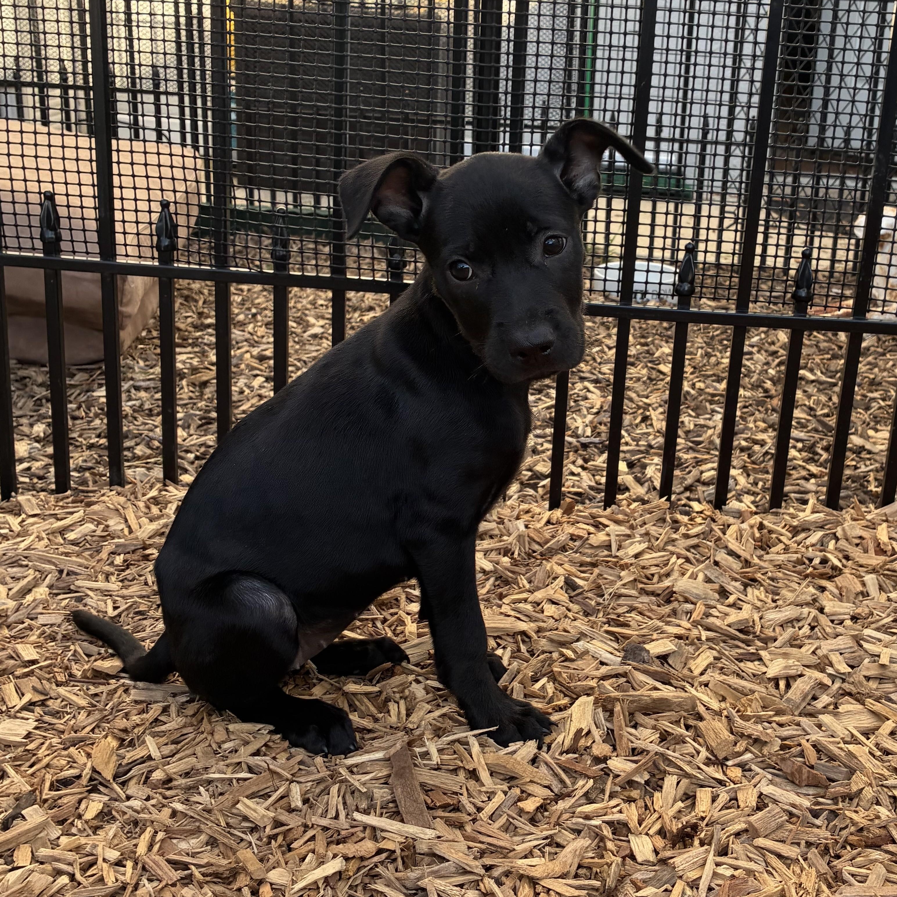 Frida, an adopted mixed breed in Abington, PA image 3/3