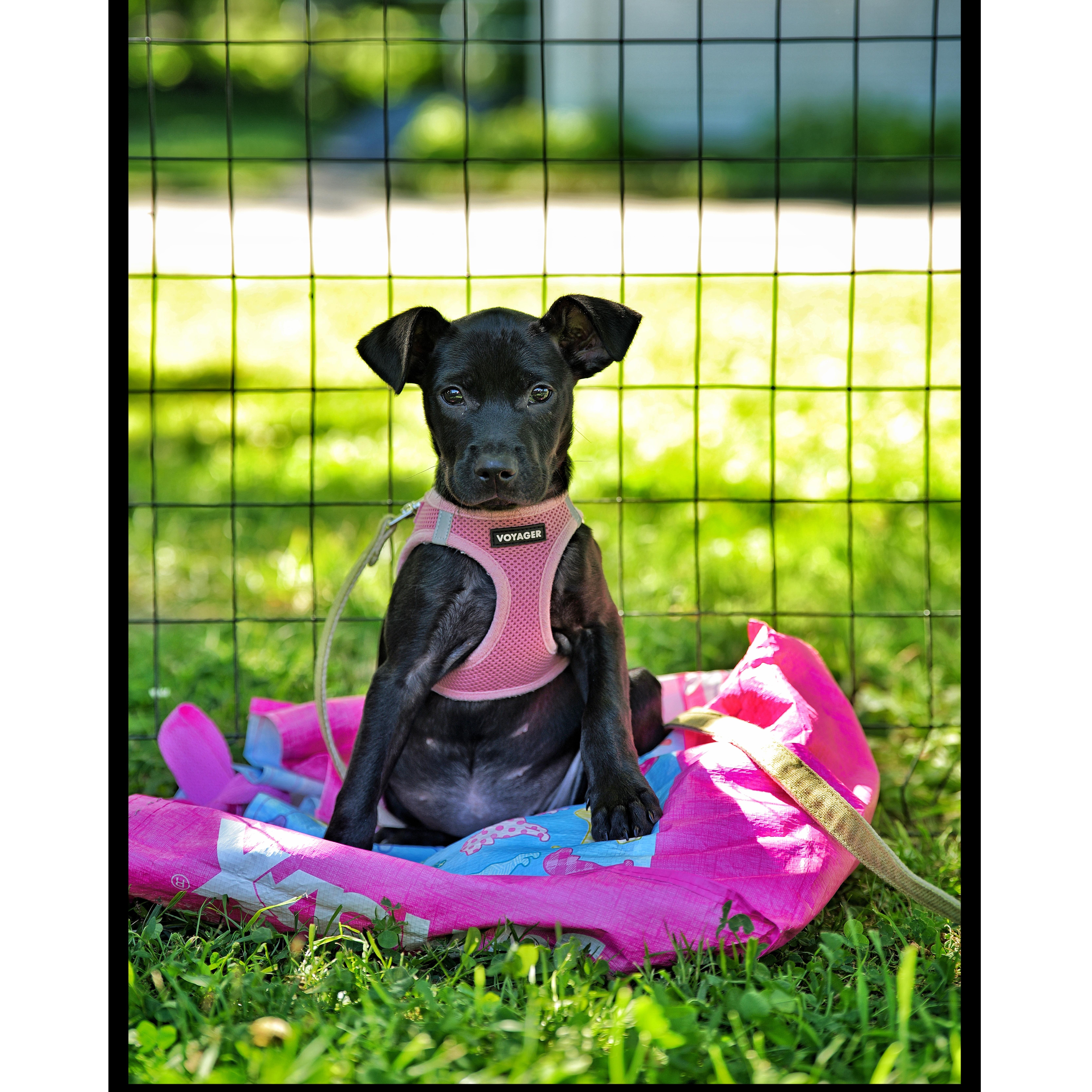Frida, adopted, Puppy Female Terrier & Dachshund.