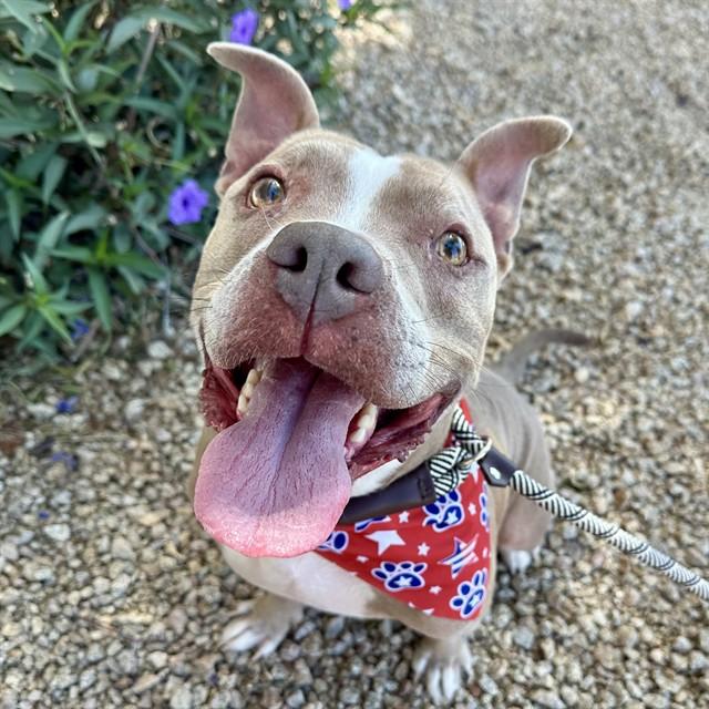 MAGGIE, Adoptable, Adult Female American Staffordshire Terrier.