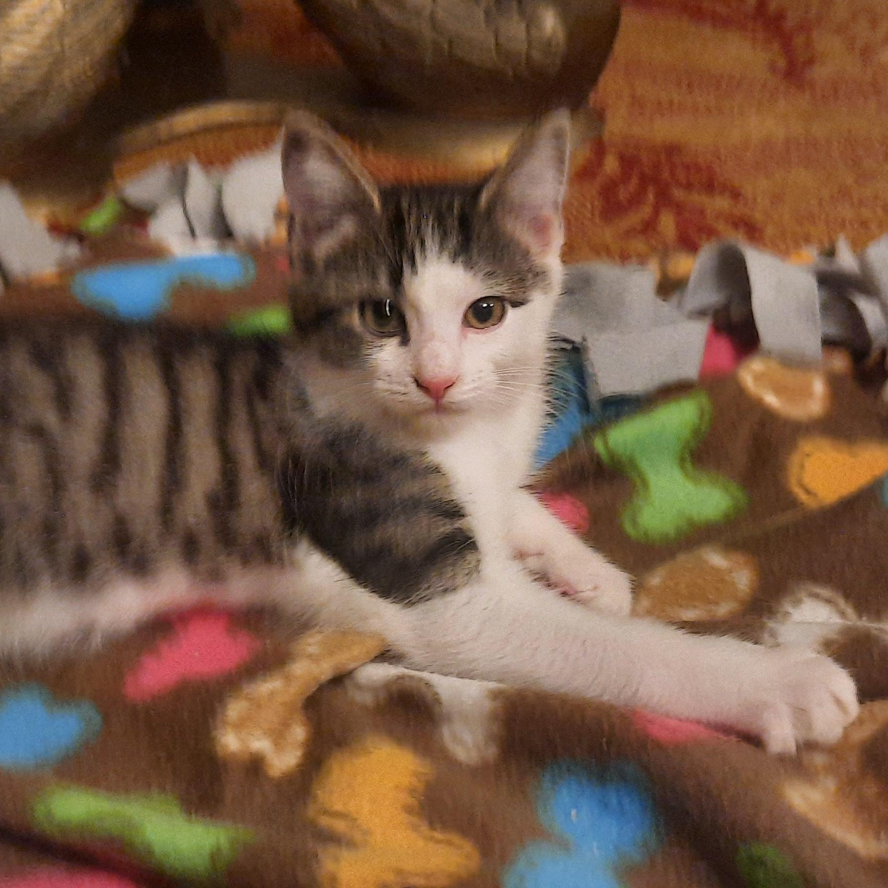 Violet (with Tommy), Adoptable, Kitten Female Domestic Short Hair.