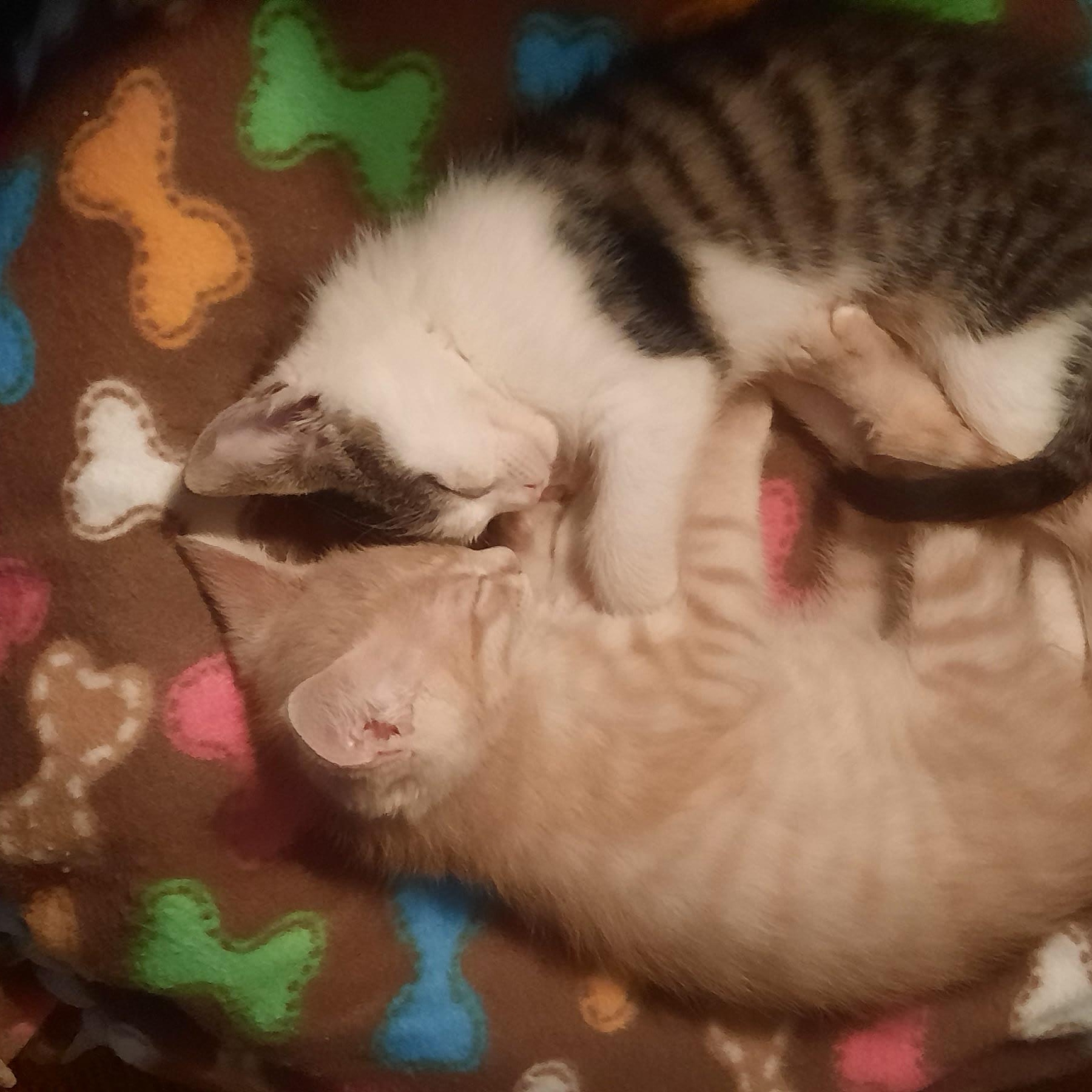 Violet (with Tommy), a Adoptable mixed breed in Silverton, OR image 2/5