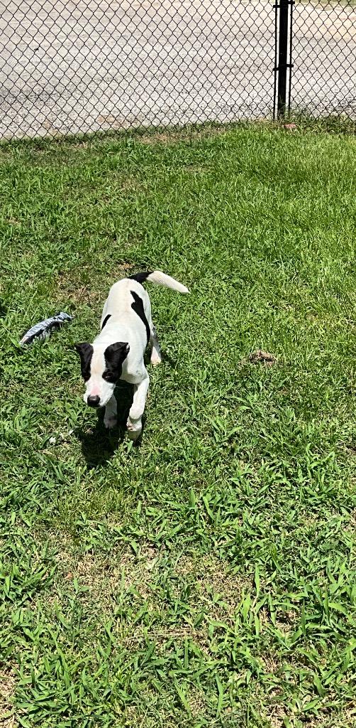 Enlarge Tony, a Adopted mixed breed in Effingham, SC image 1/1