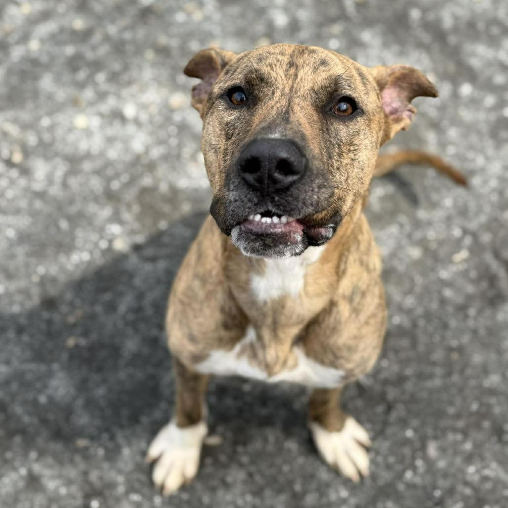 Ferguson, Adoptable, Young Male Pit Bull Terrier.