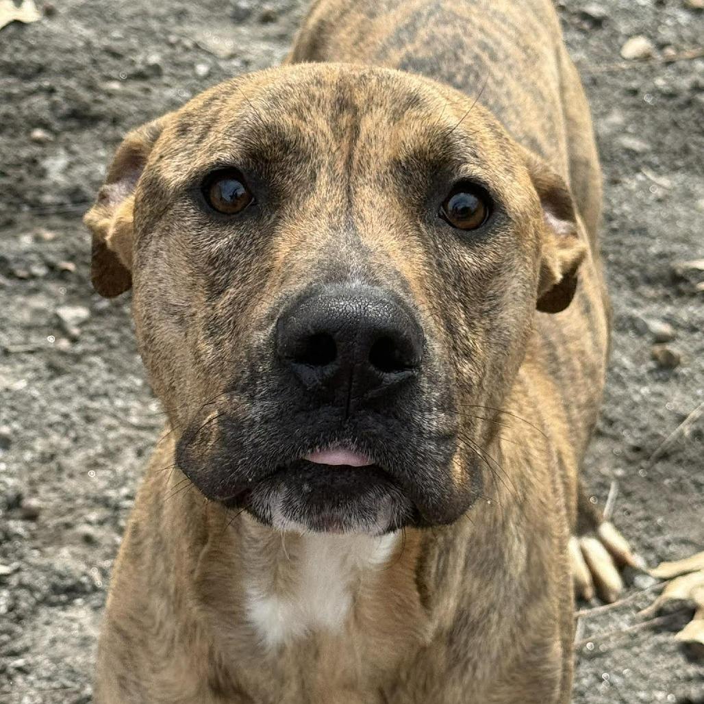 Enlarge Ferguson, a Adoptable mixed breed in Martinsville, VA image 2/6