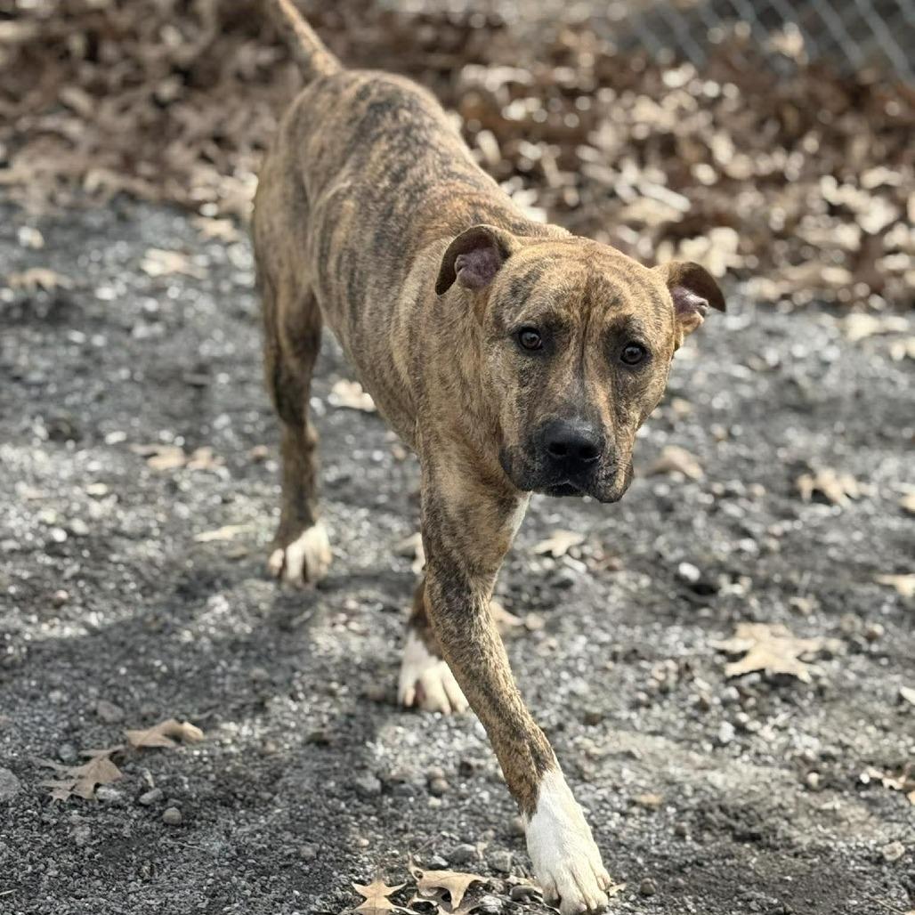 Enlarge Ferguson, a Adoptable mixed breed in Martinsville, VA image 3/6