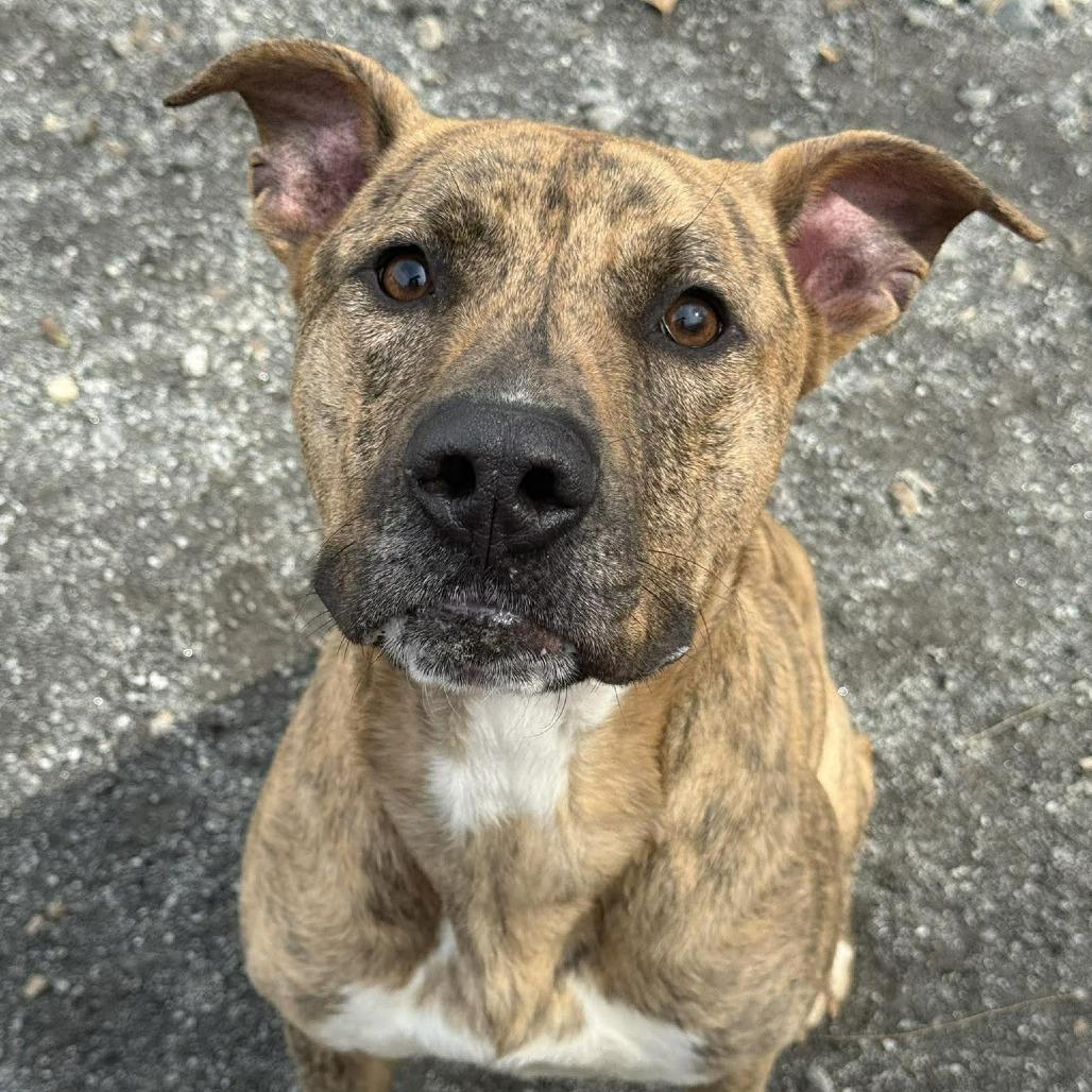 Enlarge Ferguson, a Adoptable mixed breed in Martinsville, VA image 4/6