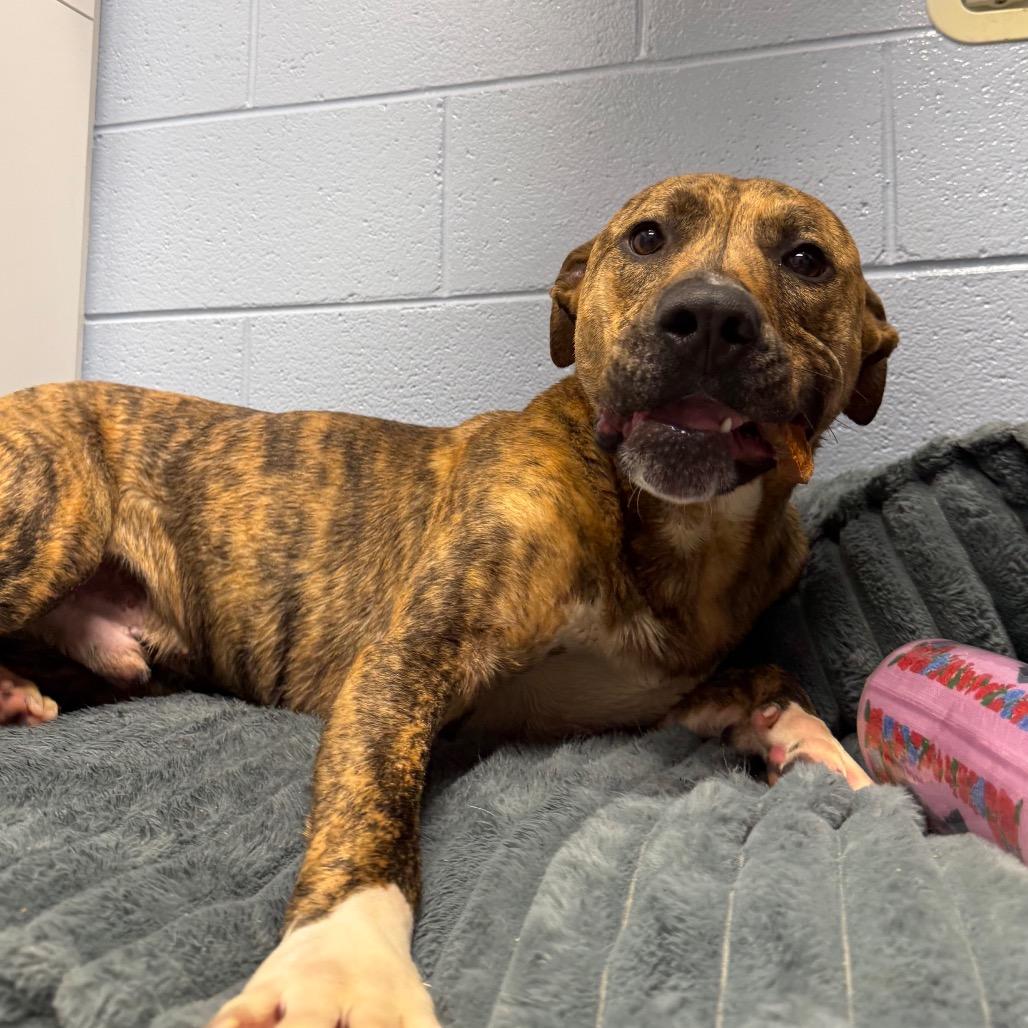 Enlarge Ferguson, a Adoptable mixed breed in Martinsville, VA image 4/6