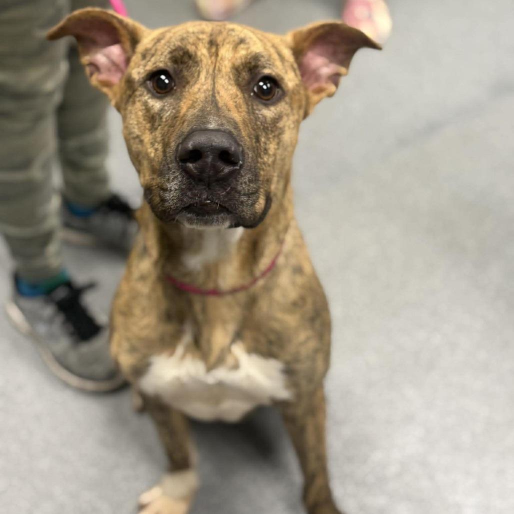 Enlarge Ferguson, a Adoptable mixed breed in Martinsville, VA image 5/6